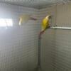 Sun cheeks conures breeding pair 