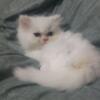 CFA Male Persian Kitten