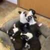 Boston terriers for sale