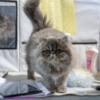 Persian kitten female blue classic tabby