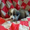 Male Australian shepherd / border Collie puppy