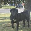 Male boerboel
