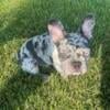 French Bulldog Puppy AKC $4800