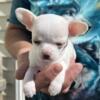 Akc chihuahua smoothcoat white with blonde spots female