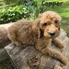 Standard F1bb Goldendoodles