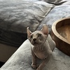 Sphinx kitten