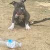 Nyla is Blue exotic small micro bully female $750