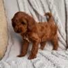 Cavapoo Puppy Cooper for Sale - No Puppy Mill