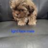 Shih Tzu male puppies