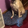 English mastiff female