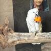 Male Cuddly Umbrealla Cockatoo