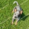 Blue Heeler Female, 9 wks