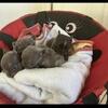 Frenchie Puppies