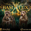 XL BULLY PUPPIES AVAILABLE