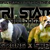 Olde English Bulldogge puppies