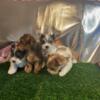 Yorkshire Terrier puppy for sell