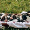 Heavenly English Springer Spaniel Puppies