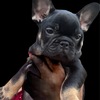 Male Frenchie Puppies