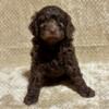 Mini Labradoodle puppies