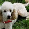 AKC Miniature Poodle Stud/NOT FOR SALE