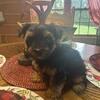 Ckc reg Yorkie(Female)