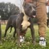 XL American Bully Male 18 Months +115 pounds