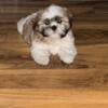 Pure breed shih tzu male 