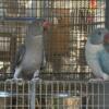 Indian Ringnecks parrots available