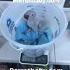 African Congo Grey Baby