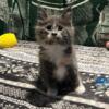 Maine Coon female dilute tortie kitten SOLD