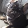 Beautiful 6 month old black with tan point AKC female French Bulldog