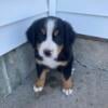 Bernese puppies for sale