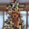 Longhair mini female