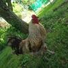 ROOSTER! (EXCEPTIONAL ATTITUDE)