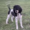 Akc black phantom parti male