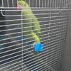 Green indian ring neck parrot