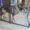 Czech IMPORT MALE GERMAN SHEPHERD (STUD ONLY) AKC