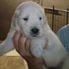 AKC English Cream Golden Retrievers