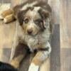 HANDSOME Australian Shepherd/Pyrenees PUPS!