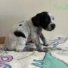 GERMAN WIREHAIRED POINTER PUPPIES