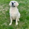 English Creme Golden Retriever AKC Full Registration 