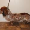 Stud service only! Dachshund piebald