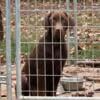 FREE female Akc chocolate lab