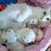 Birman Baby Kittens, the Original Ragdoll !