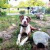 9 month old neutered male pit