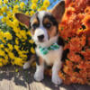 Akc Pembroke Welsh Corgi pups 