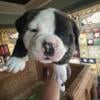 American Bulldog Puppy for sale-Male #2