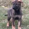 Akc working line German Shepherd Puppies 