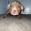 4 10 week old pocket bully male pups (Baltimore, rosedale)