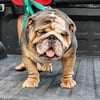 Akc English Bulldog for stud